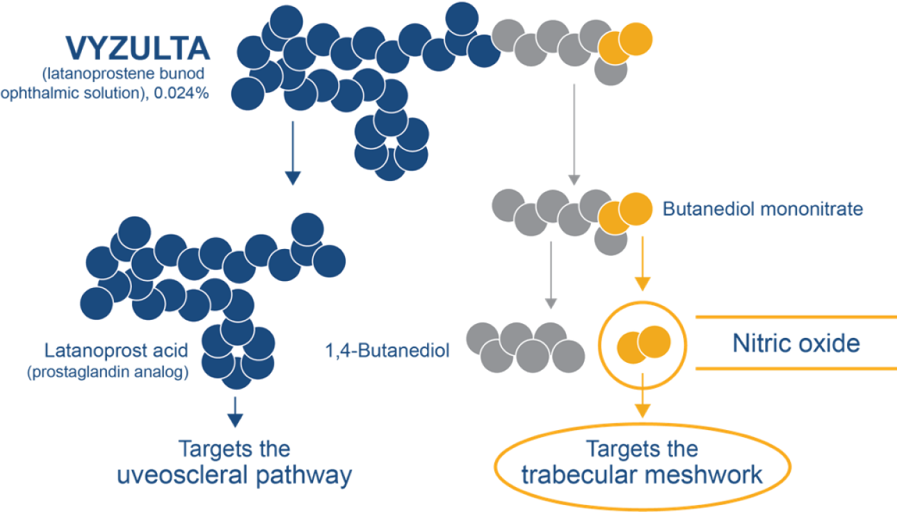 Diagram showing VYZULTA lowering intraocular pressure via nitric oxide and uveoscleral pathways